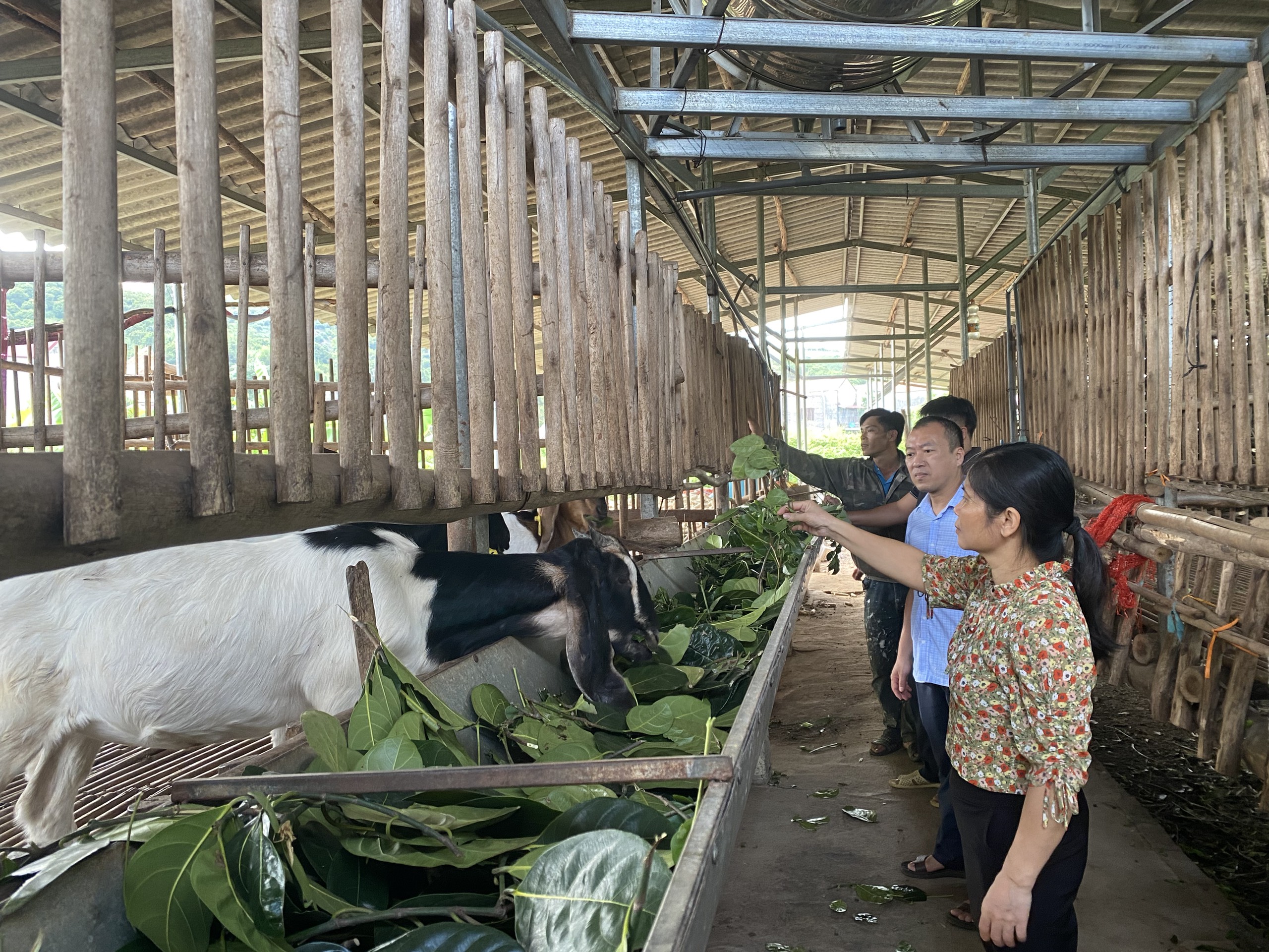 TT Khuyến nông: Triển khai mô hình chắn nuôi dê theo hướng nâng cao chuỗi giá trị thích ứng biến đổi khí hậu